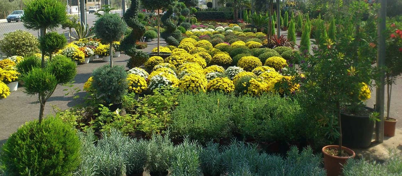 Έξι φυτά που λειτουργούν ως εντομοαπωθητικά – Διώχνουν κουνούπια, μύγες, μυρμήγκια